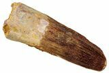 Fossil Spinosaurus Tooth - Real Dinosaur Tooth #329516-1